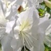 Mrs. G.G. Gerbing White Southern Indica Azalea - 3 Gallon Pot -FloraHaven Shop Azalea G G Gerbing 500x750 1