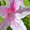 George L. Taber Southern Indica Azalea - 7 Gallon Pot -FloraHaven Shop Azalea George L Taber 500x750 3