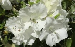 Girard's Pleasant White Azalea - 1 Gallon Pot -FloraHaven Shop Azalea Girards Pleasant White