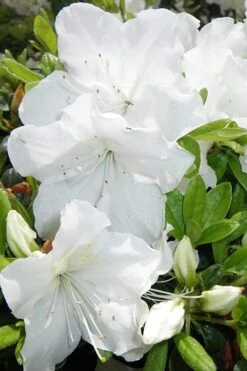 Girard's Pleasant White Azalea - 1 Gallon Pot -FloraHaven Shop Azalea Girards Pleasant White 500x750 1