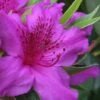 Herbert Azalea - 3 Gallon Pot -FloraHaven Shop Azalea Herbert 500x750 1