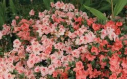 Hilda Niblett Azalea - 1 Gallon Pot -FloraHaven Shop Azalea Hilda Niblet Flowers 2