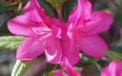 Judge Solomon Southern Indica Azalea - 3 Gallon Pot -FloraHaven Shop Azalea Judge Solomon 50