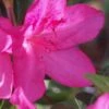 Judge Solomon Southern Indica Azalea - 3 Gallon Pot -FloraHaven Shop Azalea Judge Solomon 500x750 1