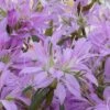 Koromo Shikibu Purple Spider Azalea - 6 Pack Of 1 Gallon Pots 2 Koromo Shikibu Purple Spider Azalea - 6 Pack Of 1 Gallon Pots -FloraHaven Shop Azalea Koromo Shikibu 1 2