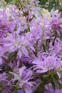 Koromo Shikibu Purple Spider Azalea - 6 Pack Of 1 Gallon Pots -FloraHaven Shop Azalea Koromo Shikibu 2 2