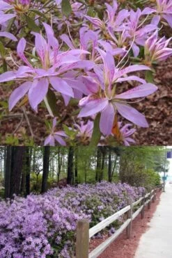 Koromo Shikibu Purple Spider Azalea - 6 Pack Of 1 Gallon Pots -FloraHaven Shop Azalea Koromo Shikibu 9 2
