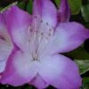Nuccio's Voodoo Azalea - 6 Pack Of 1 Gallon Pots -FloraHaven Shop Azalea Nuccios Voodoo 2