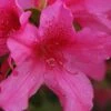 Pride Of Mobile Azalea - 1 Gallon Pot 1 Pride Of Mobile Azalea - 1 Gallon Pot -FloraHaven Shop Azalea Pride of Mobile 13