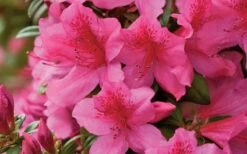 Pride Of Mobile Azalea - 1 Gallon Pot -FloraHaven Shop Azalea Pride of Mobile 15