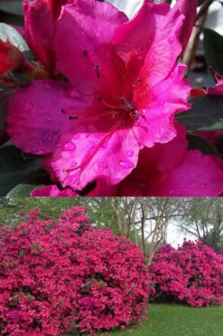 Red Formosa Azalea - 1 Gallon Pot -FloraHaven Shop Azalea Red Formosa 1 500x750 1