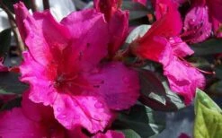 Red Formosa Azalea - 1 Gallon Pot -FloraHaven Shop Azalea Red Formosa