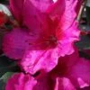 Red Formosa Azalea - 6 Pack Of 1 Gallon Pots 1 Red Formosa Azalea - 6 Pack Of 1 Gallon Pots -FloraHaven Shop Azalea Red Formosa 5 1