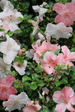 Sir Robert Dwarf Azalea - 3 Gallon Pot -FloraHaven Shop Azalea Sir Robert 12