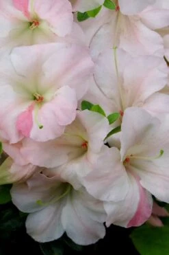 Sir Robert Dwarf Azalea - 3 Gallon Pot -FloraHaven Shop Azalea Sir Robert 20
