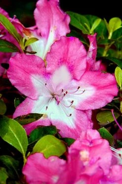 Vibrant Azalea (Harris Hybrid) - 1 Gallon Pot 11 Vibrant Azalea (Harris Hybrid) - 1 Gallon Pot -FloraHaven Shop Azalea Vibrant 1