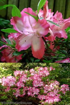 Vibrant Azalea (Harris Hybrid) - 1 Gallon Pot 10 Vibrant Azalea (Harris Hybrid) - 1 Gallon Pot -FloraHaven Shop Azalea Vibrant 2