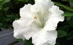 Gumpo White Dwarf Azalea - 1 Gallon Pot -FloraHaven Shop Azalea White Gumpo