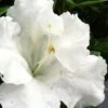 Gumpo White Dwarf Azalea - 2 Gallon Pot -FloraHaven Shop Azalea White Gumpo 500x750 2