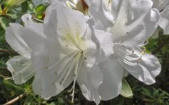Mrs. G.G. Gerbing White Southern Indica Azalea - 3 Gallon Pot -FloraHaven Shop Azlea GG Gerbing Flower