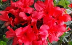 Fireside Red Bloom 'N Again Azalea - 2 Gallon Pot -FloraHaven Shop Bloom N Again Azalea Fireside Red