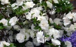 Snowball Bloom 'N Again Azalea - 1 Gallon Pot 9 Snowball Bloom 'N Again Azalea - 1 Gallon Pot -FloraHaven Shop Bloom N Again Azalea Snowball