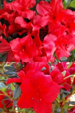 Fireside Red Bloom 'N Again Azalea - 2 Gallon Pot -FloraHaven Shop Bloom N Again Fireside Red 1 500x750 1