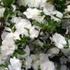 Snowball Bloom 'N Again Azalea - 1 Gallon Pot -FloraHaven Shop Bloom N Again Snowball 1 500x750 1
