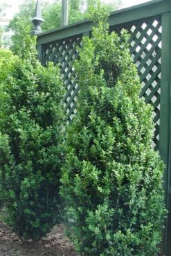 Dee Runk Columnar Boxwood - 1 Gallon Pot -FloraHaven Shop Boxwood Dee Runk 2 500x750 2