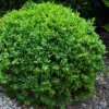 Dwarf English Boxwood - 2 Gallon Pot -FloraHaven Shop Boxwood Dwarf English 1