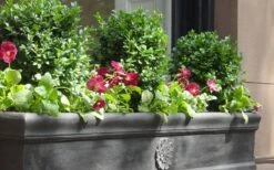 Dwarf English Boxwood - 1 Gallon Pot -FloraHaven Shop Boxwood Dwarf English 2 1