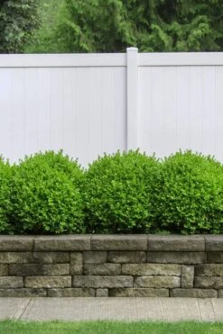Dwarf English Boxwood - 1 Gallon Pot -FloraHaven Shop Boxwood Dwarf English 3 1