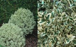 Dwarf Variegated Boxwood - 1 Gallon Pot -FloraHaven Shop Boxwood Dwarf Variegated 50 2