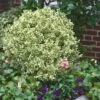 Dwarf Variegated Boxwood - 2 Gallon Pot -FloraHaven Shop Boxwood Dwarf Variegated 500x750 1