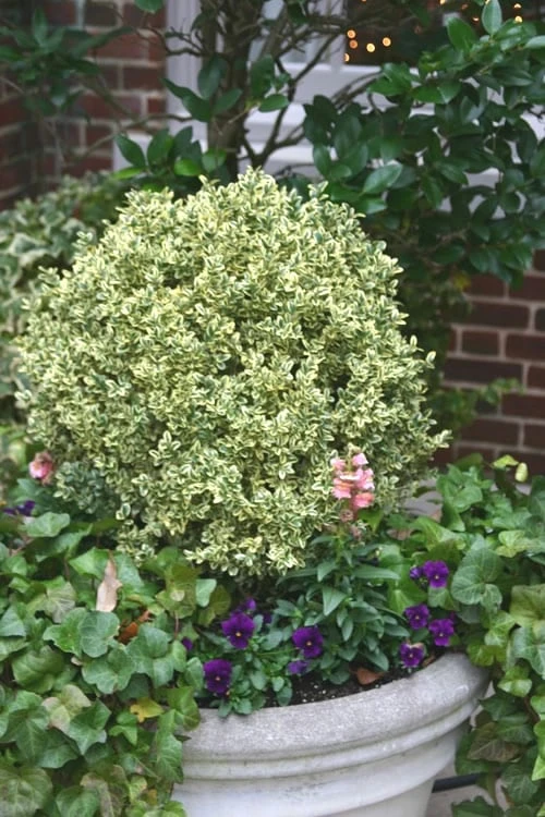 FloraHaven Shop -FloraHaven Shop Boxwood Dwarf Variegated 500x750 3