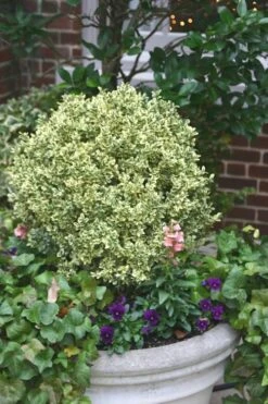 FloraHaven Shop 22 Dwarf Variegated Boxwood - 3 Gallon Pot