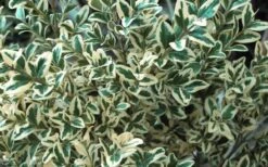 Dwarf Variegated Boxwood - 1 Gallon Pot -FloraHaven Shop Boxwood Dwarf Variegated 51 2