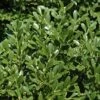 Franklins Gem Dwarf Boxwood - 3 Gallon Pot -FloraHaven Shop Boxwood Franklins Dwarf BS 1