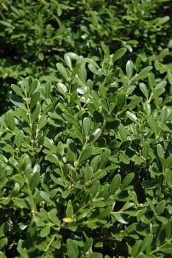 FloraHaven Shop 16 Franklins Gem Dwarf Boxwood - 6 Pack Of 1 Gallon Pots