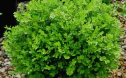 Franklins Gem Dwarf Boxwood - 1 Gallon Pot -FloraHaven Shop Boxwood Franklins Gem
