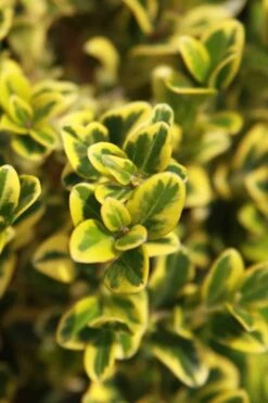 Golden Triumph Variegated Dwarf Boxwood - 6 Pack Of 1 Gallon Pots -FloraHaven Shop Boxwood Golden Triumph 3