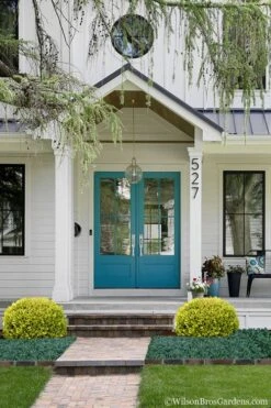 Golden Triumph Variegated Dwarf Boxwood - 6 Pack Of 1 Gallon Pots -FloraHaven Shop Boxwood Golden Triumph 7