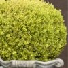 Golden Triumph Variegated Dwarf Boxwood - 1 Gallon Pot -FloraHaven Shop Boxwood Golden Triumph 9 2