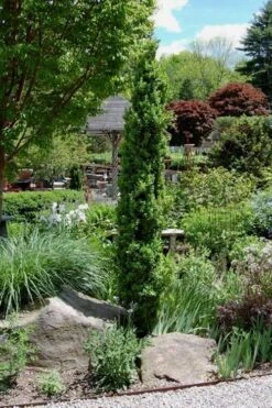 Graham Blandy Columnar Boxwood - 5 Gallon Pot 9 Graham Blandy Columnar Boxwood - 5 Gallon Pot -FloraHaven Shop Boxwood Graham Blandy 2 3