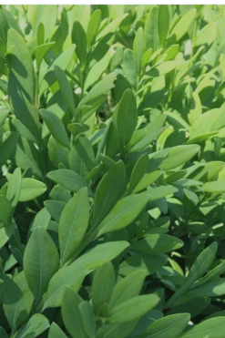 Green Mountain Boxwood - 1 Gallon Pot 14 Green Mountain Boxwood - 1 Gallon Pot -FloraHaven Shop Boxwood Green Mountain 12 3