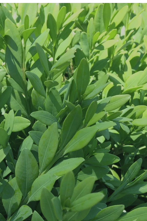 Green Mountain Boxwood - 1 Gallon Pot 8 Green Mountain Boxwood - 1 Gallon Pot - Image 6