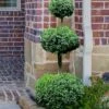 Common Boxwood 3-Ball Poodle Tier Topiary (Buxus Sempervirens) - 5 Gallon Pot -FloraHaven Shop Boxwood Green Mountain 3 Ball Poodle Tier 4