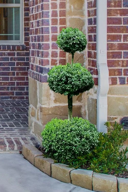 Common Boxwood 3-Ball Poodle Tier Topiary (Buxus Sempervirens) - 5 Gallon Pot 3 Common Boxwood 3-Ball Poodle Tier Topiary (Buxus Sempervirens) - 5 Gallon Pot