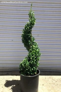 Common Boxwood Spiral Topiary - 5 Gallon Pot -FloraHaven Shop Boxwood Green Mountain Spiral 1 1