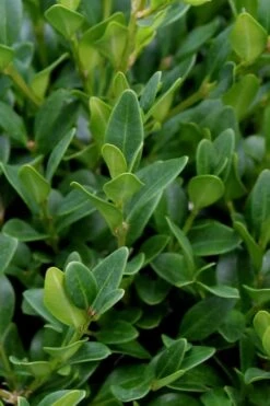 Green Velvet Boxwood - 7 Gallon Pot -FloraHaven Shop Boxwood Green Velvet 1